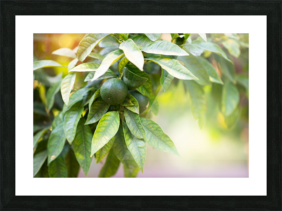 Orange grove  Picture Frame print