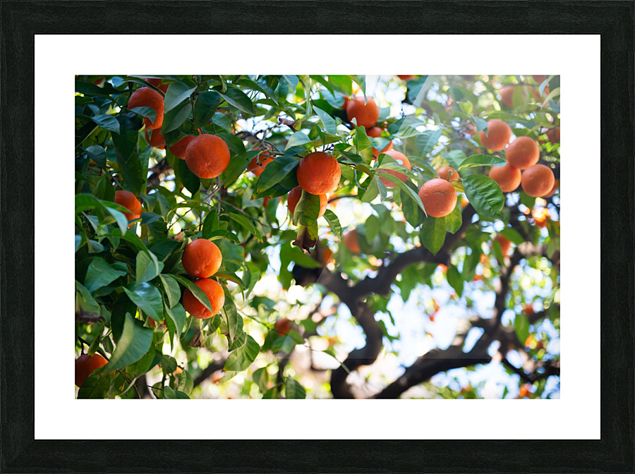 Orange tree II Picture Frame print