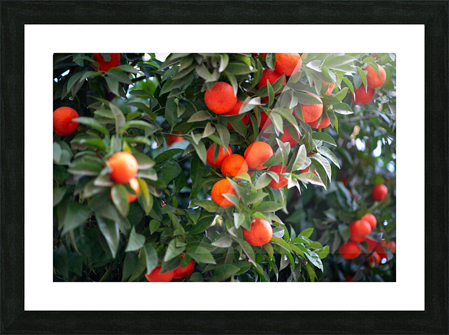 Orange tree III Picture Frame print