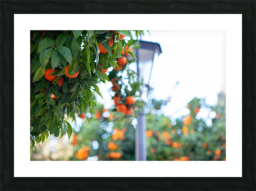 Orange tree IV Picture Frame print