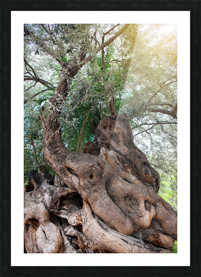 Olive tree Picture Frame print