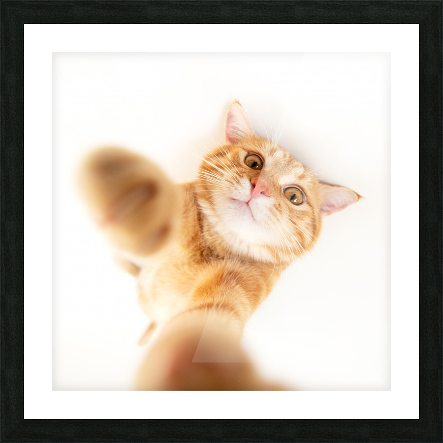 selfie cat II Picture Frame print