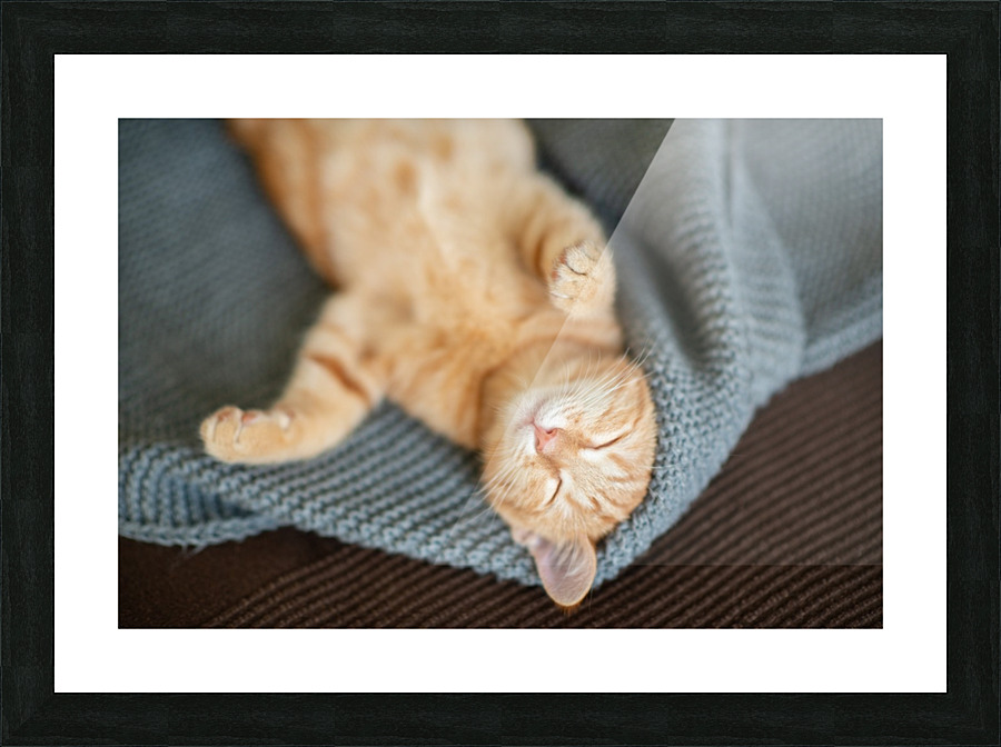 Red kitten sleeps Picture Frame print