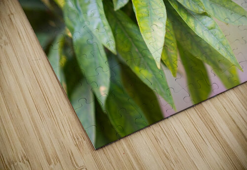 Orange grove  Aquamarine puzzle