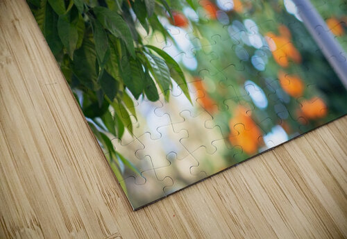 Orange tree IV Aquamarine puzzle