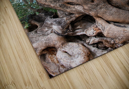 Olive tree Aquamarine puzzle