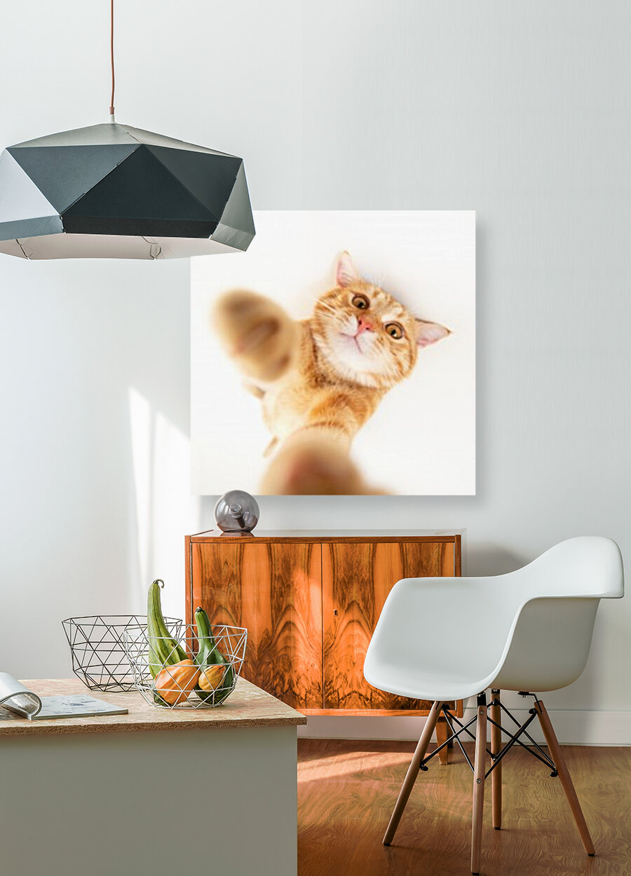 selfie cat II Reproduction