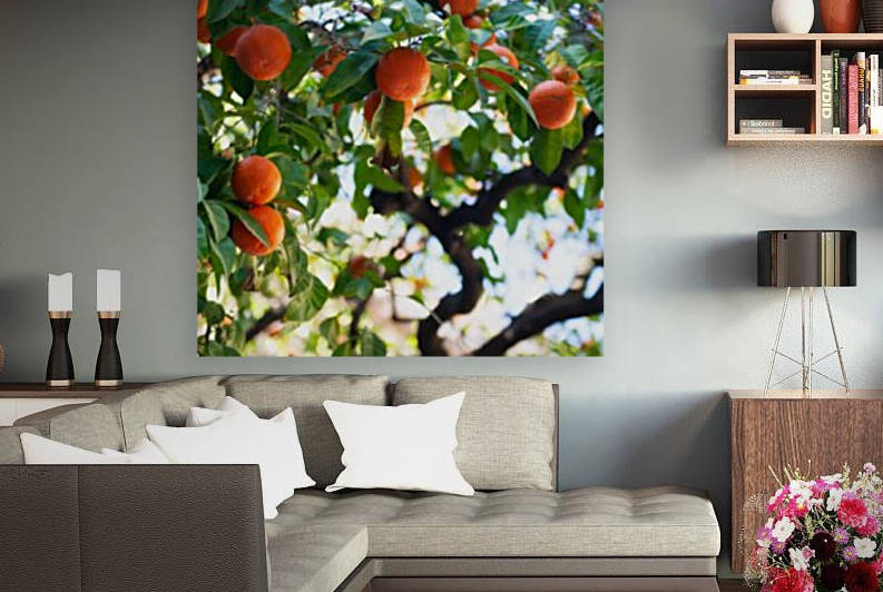 Orange tree II by Aquamarine