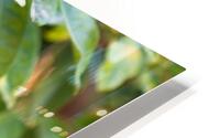 Orange grove  HD Metal print