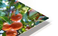 Orange tree II HD Metal print