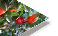 Orange tree III HD Metal print