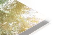 Olive tree HD Metal print