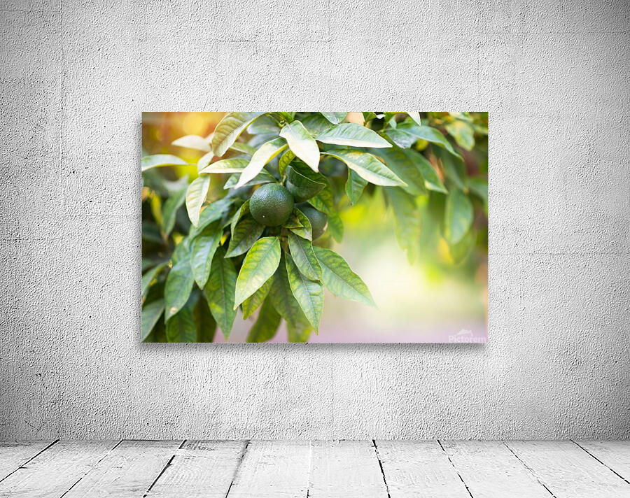 Orange grove  Wall Preview