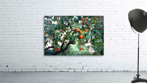 Orange tree Wall Preview