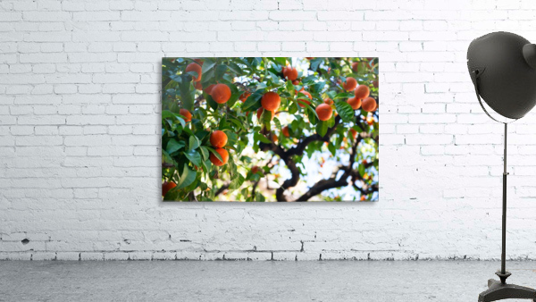 Orange tree II Wall Preview