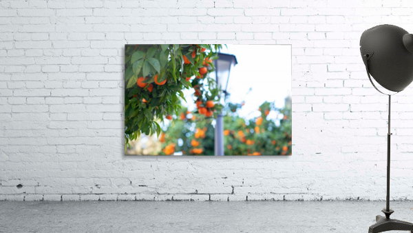 Orange tree IV Wall Preview