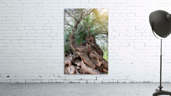 Olive tree Wall Preview