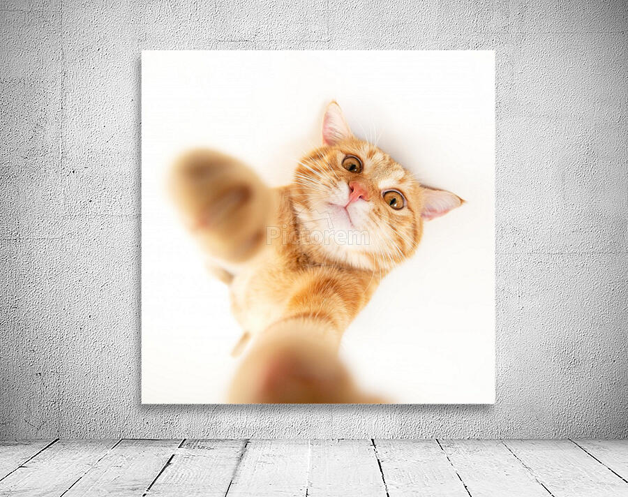 selfie cat II Wall Preview