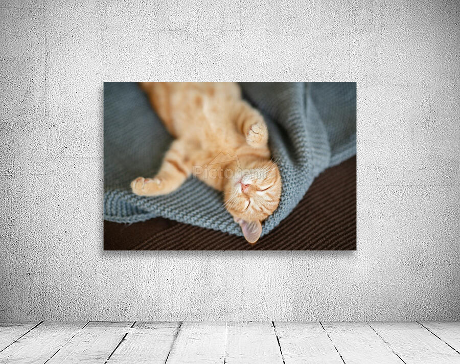 Red kitten sleeps Wall Preview