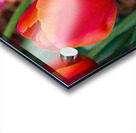 Perfectly Pastel Acrylic print