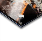 Winter Grazing Acrylic print