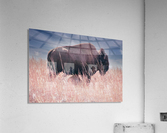 Belly Scratches Impression acrylique