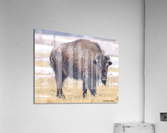 Baby Its Cold Impression acrylique