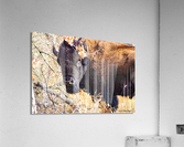 Into the Woods I Go Acrylic Print