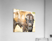 Stare Down Impression acrylique