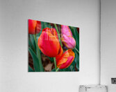 Perfectly Pastel Acrylic Print