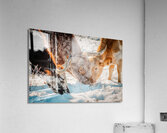 Winter Grazing Acrylic Print