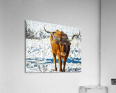 Twisted Sister In the Snow Acrylic Print