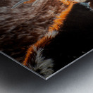 Winter Grazing Metal print