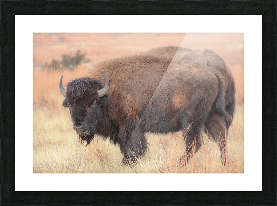 Perfect Eyebrows Picture Frame print