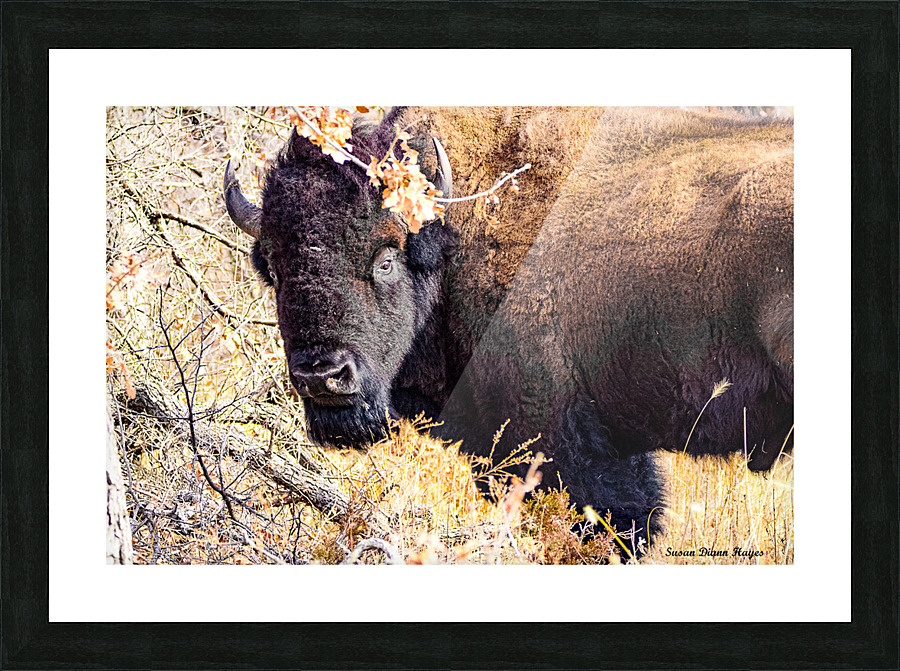 Into the Woods I Go Picture Frame print