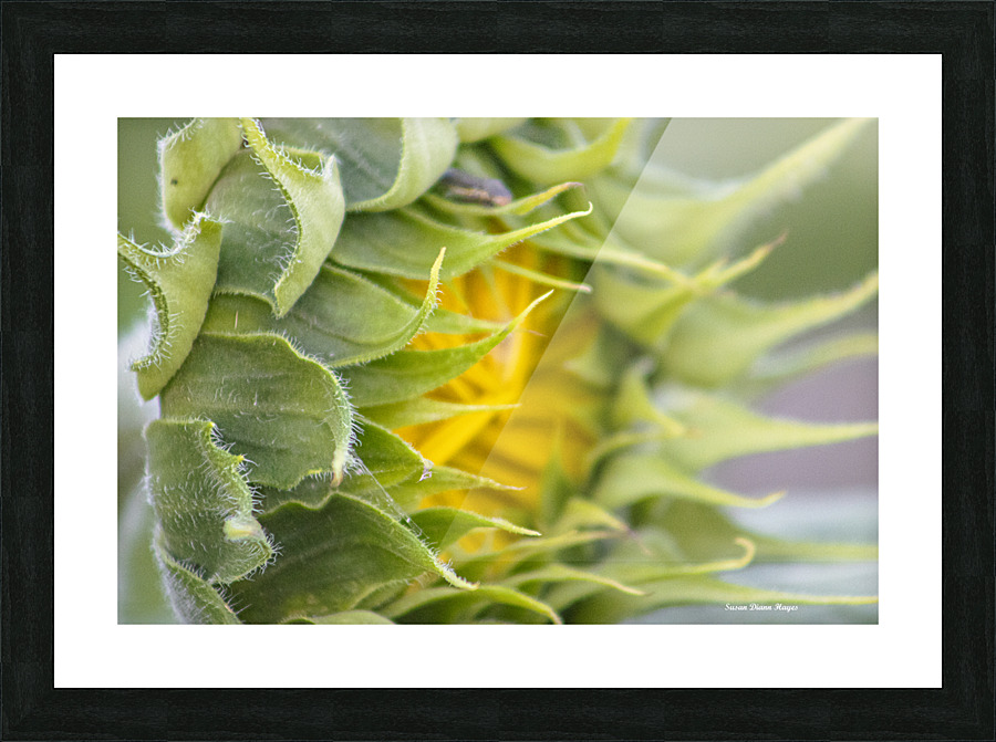 Turning Toward The Promise Impression et Cadre photo