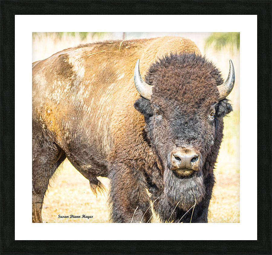 Stare Down Impression et Cadre photo