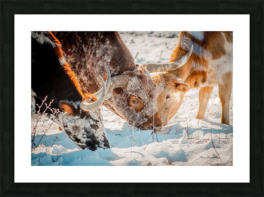 Winter Grazing Picture Frame print