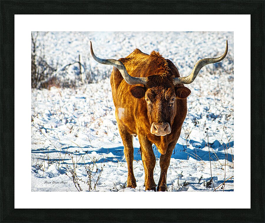 Twisted Sister In the Snow Picture Frame print