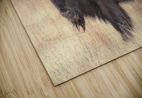 Perfect Eyebrows Susan Diann Photography puzzle