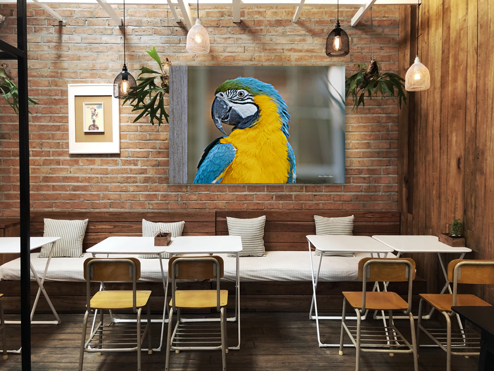 Macaw Reproduction