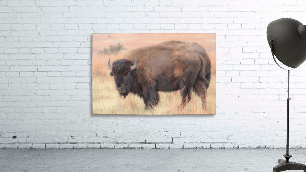 Perfect Eyebrows Wall Preview