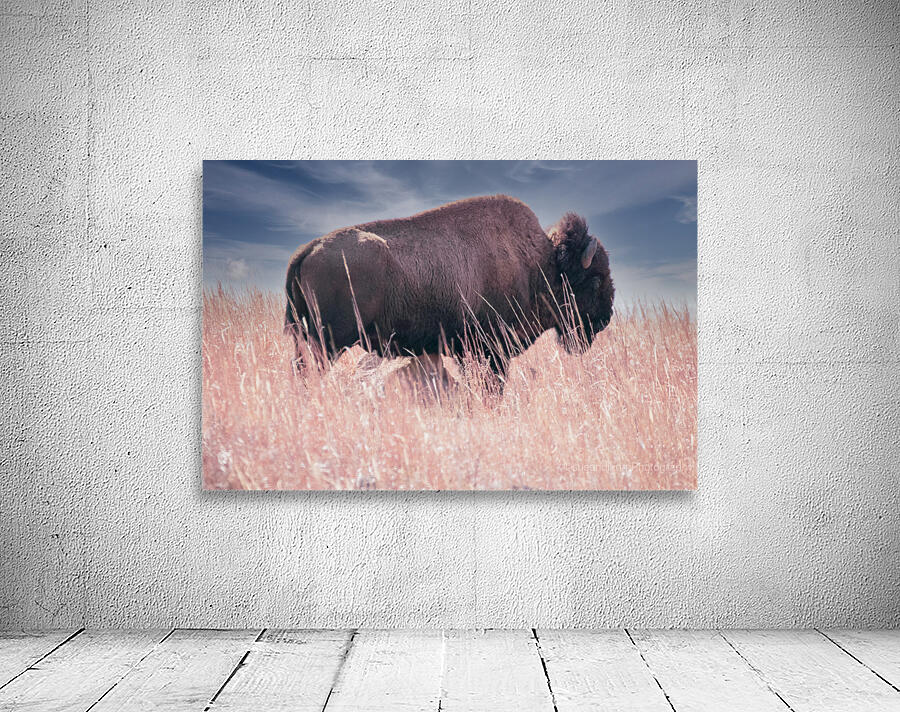 Belly Scratches Aperçu sur mur