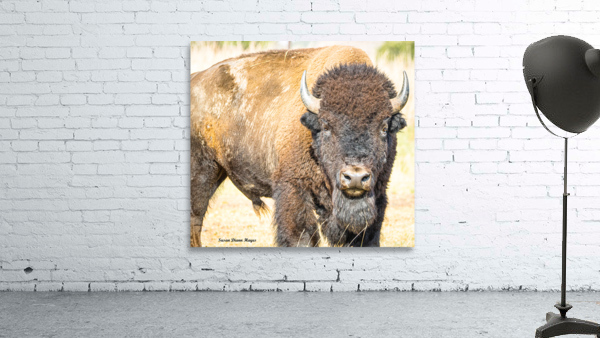 Stare Down Aperçu sur mur