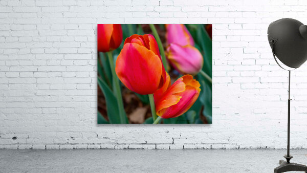 Perfectly Pastel Wall Preview