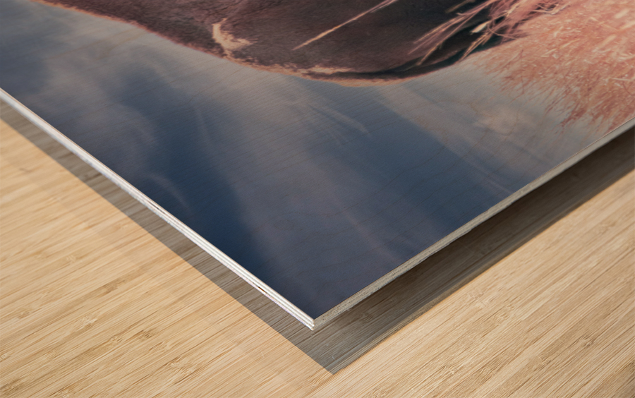 Belly Scratches Impression sur bois