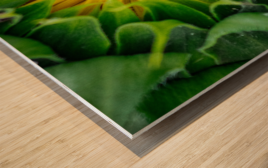 Awaiting The Moment Impression sur bois