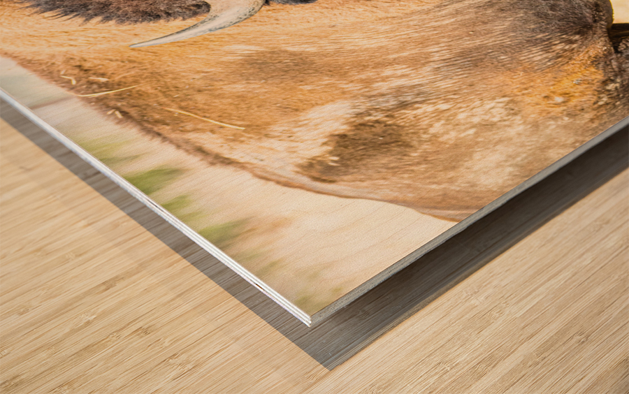 Stare Down Impression sur bois