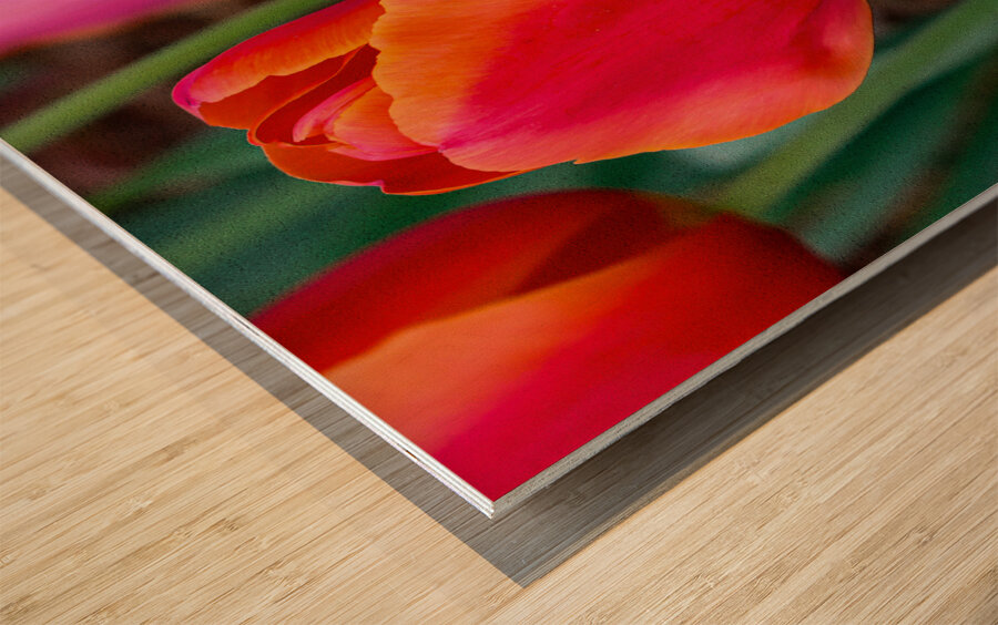 Perfectly Pastel Wood print