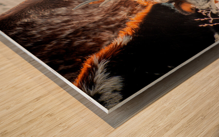 Winter Grazing Wood print